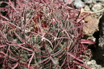 photo thumbnail #6