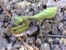 photo thumbnail #1