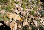 photo thumbnail #13