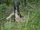 photo thumbnail #8