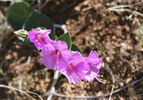 Unidentified flower.  Can anyone ID this one? photo of comment