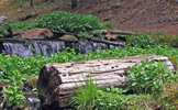 photo of comment