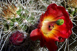 Featured Detail Photo