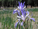 photo of comment