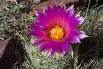 photo thumbnail #6