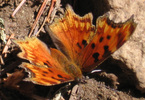 photo thumbnail #5