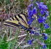 photo of comment
