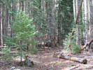 photo thumbnail #4