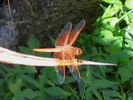photo thumbnail #3