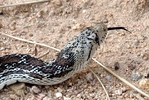 photo of comment