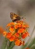 photo of comment