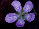 photo thumbnail #12