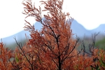 photo thumbnail #12