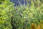 photo of comment