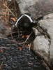 photo thumbnail #15