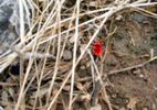 photo thumbnail #2