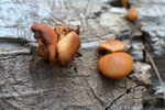 photo thumbnail #6