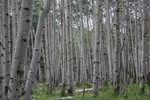 photo thumbnail #15