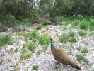 photo thumbnail #7