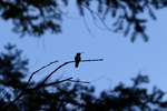 photo thumbnail #11