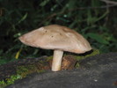 photo thumbnail #2