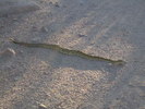 photo thumbnail #10