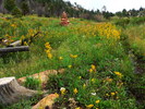 photo thumbnail #5