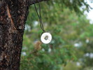 photo thumbnail #11
