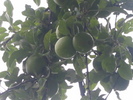 photo thumbnail #11