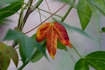photo thumbnail #11