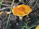 photo thumbnail #8