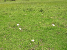 photo thumbnail #13
