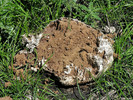 photo thumbnail #15