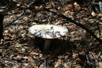 photo thumbnail #6
