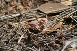 photo thumbnail #11
