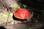 photo thumbnail #5