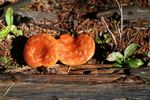 photo thumbnail #6