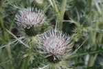 photo thumbnail #11