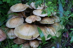 photo thumbnail #12