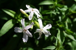 photo thumbnail #14