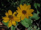 photo thumbnail #7