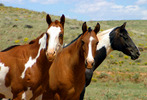 photo thumbnail #6