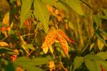 photo thumbnail #8