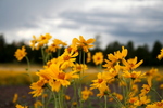 photo thumbnail #14