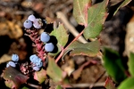 photo thumbnail #3