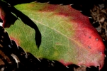 photo thumbnail #4