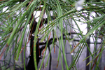 photo thumbnail #14