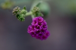 Featured Detail Photo