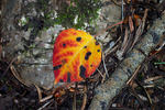photo thumbnail #4