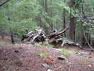 photo thumbnail #14